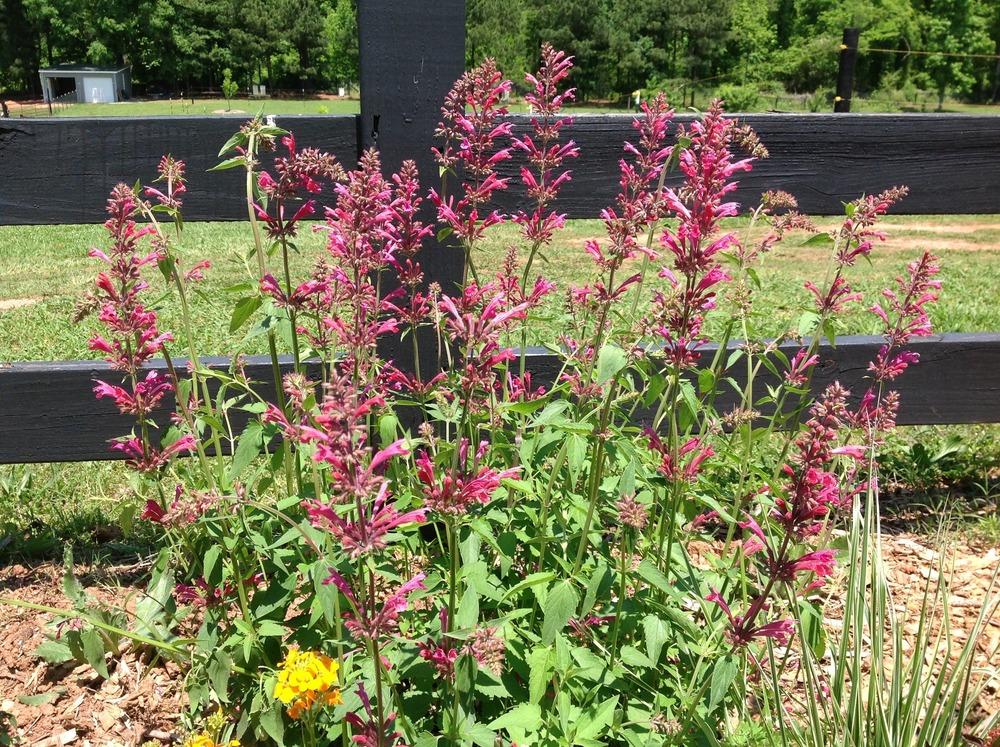 Photo of Giant Hyssop (Agastache 'Raspberry Summer') uploaded by abhege