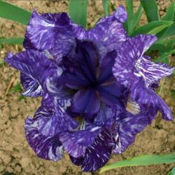 Location: Indiana
Date: May
Batik border bearded iris