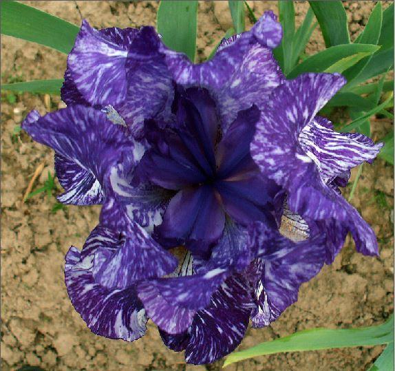 Photo of Border Bearded Iris (Iris 'Batik') uploaded by diggit