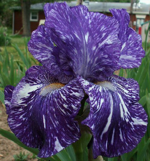 Photo of Border Bearded Iris (Iris 'Batik') uploaded by diggit
