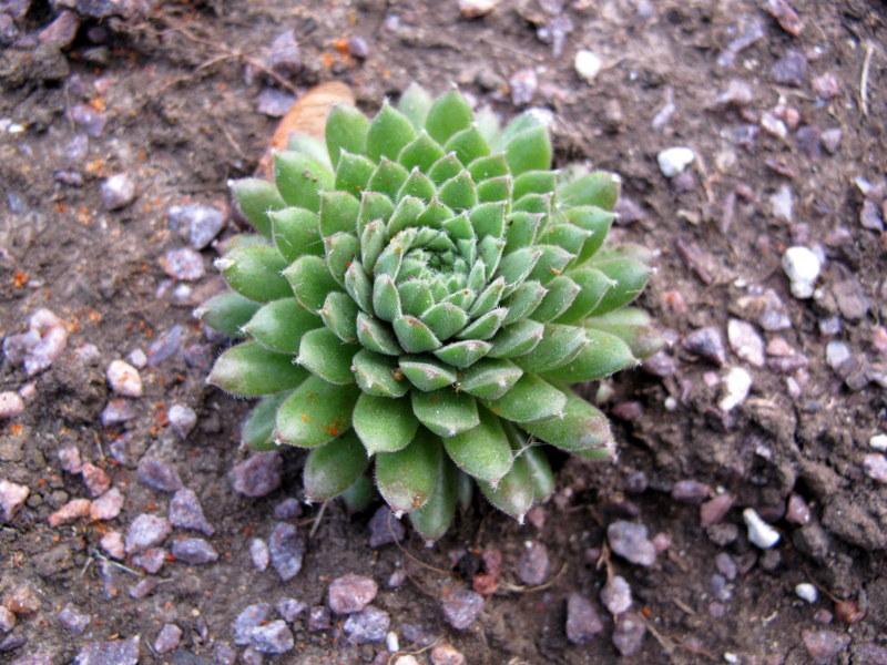Photo of Hen and Chicks (Sempervivum 'Pax') uploaded by goldfinch4