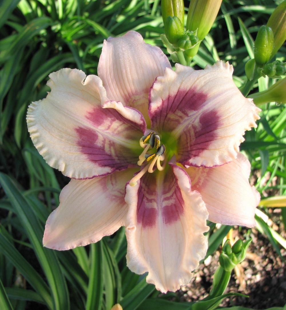 Photo of Daylily (Hemerocallis 'Whale Tails') uploaded by tink3472