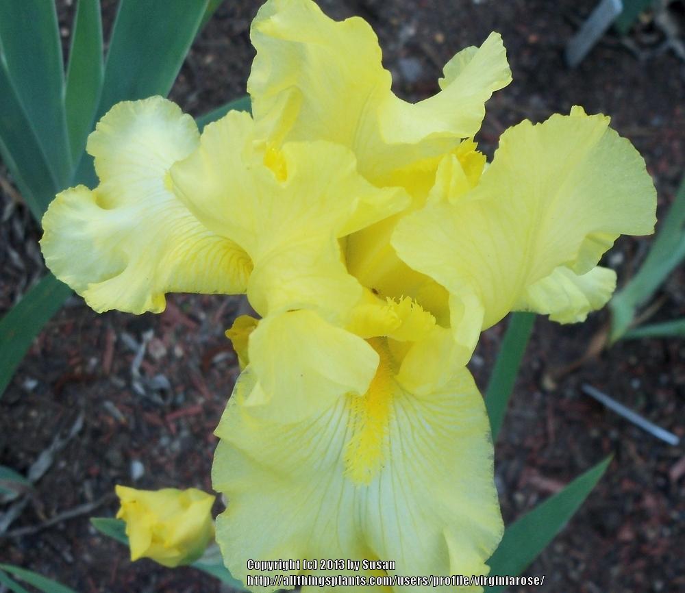 Photo of Tall Bearded Iris (Iris 'Harvest of Memories') uploaded by virginiarose