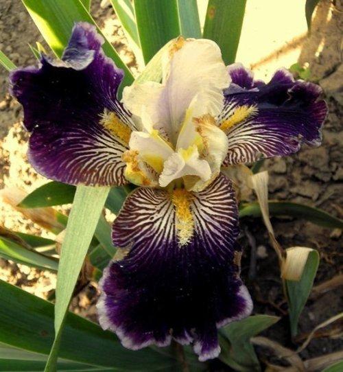 Photo of Tall Bearded Iris (Iris 'Wild Vision') uploaded by Calif_Sue