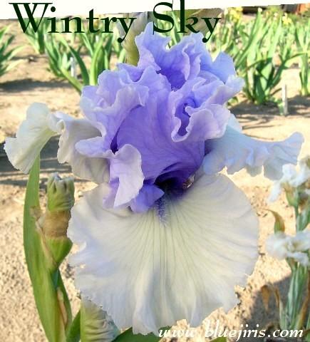 Photo of Tall Bearded Iris (Iris 'Wintry Sky') uploaded by Calif_Sue