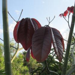 Location: Southwest Florida
Date: May 2013
newly emerging leaves are a beautiful shiny maroon color.