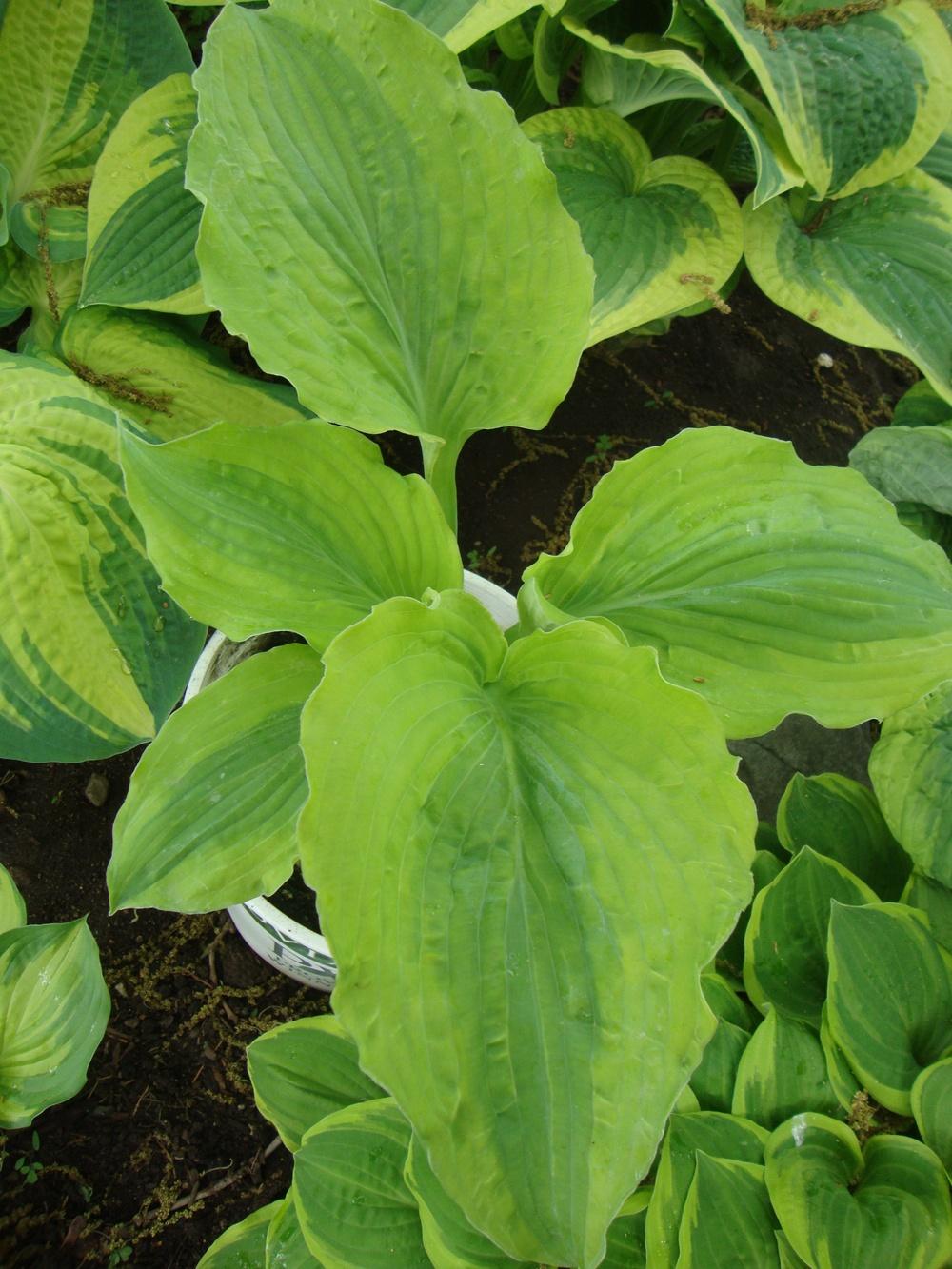 Photo of Hosta 'Goodness Gracious' uploaded by Paul2032