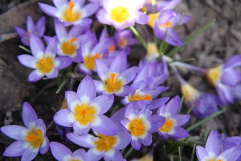 Photo of Crocus uploaded by ninell