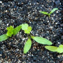 Location: Northeastern, Texas
Date: 2013-05-11
cotyledons and first true leaves