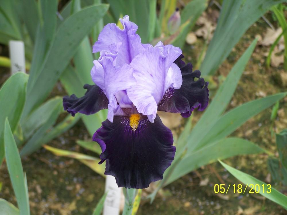 Photo of Tall Bearded Iris (Iris 'Habit') uploaded by Misawa77