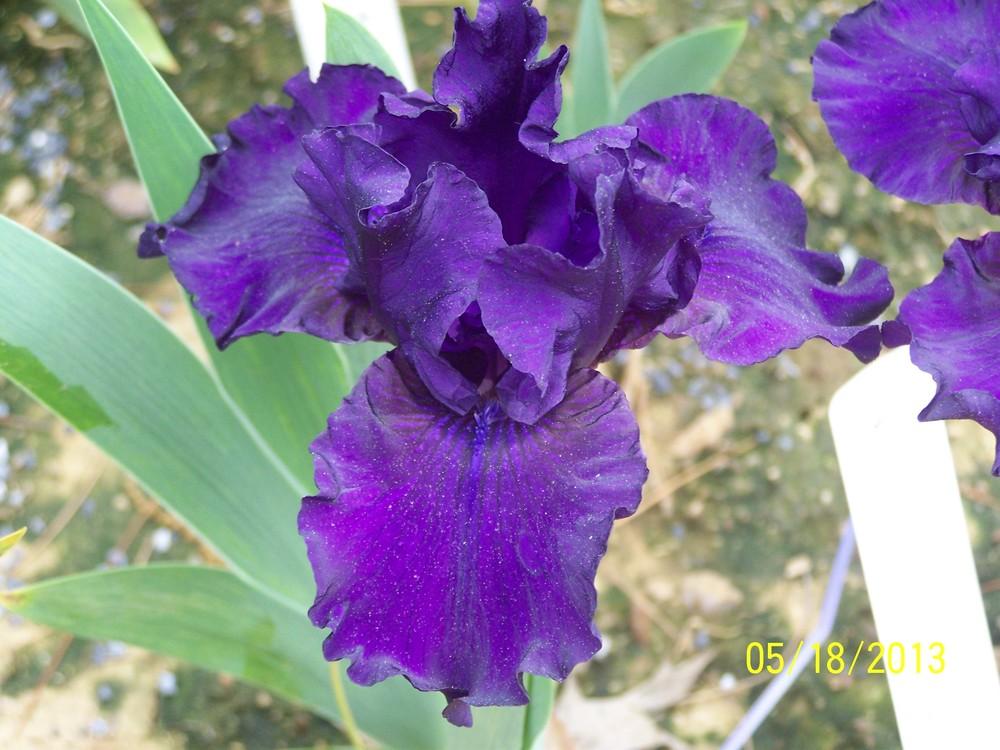 Photo of Intermediate Bearded Iris (Iris 'Midsummer Night's Dream') uploaded by Misawa77