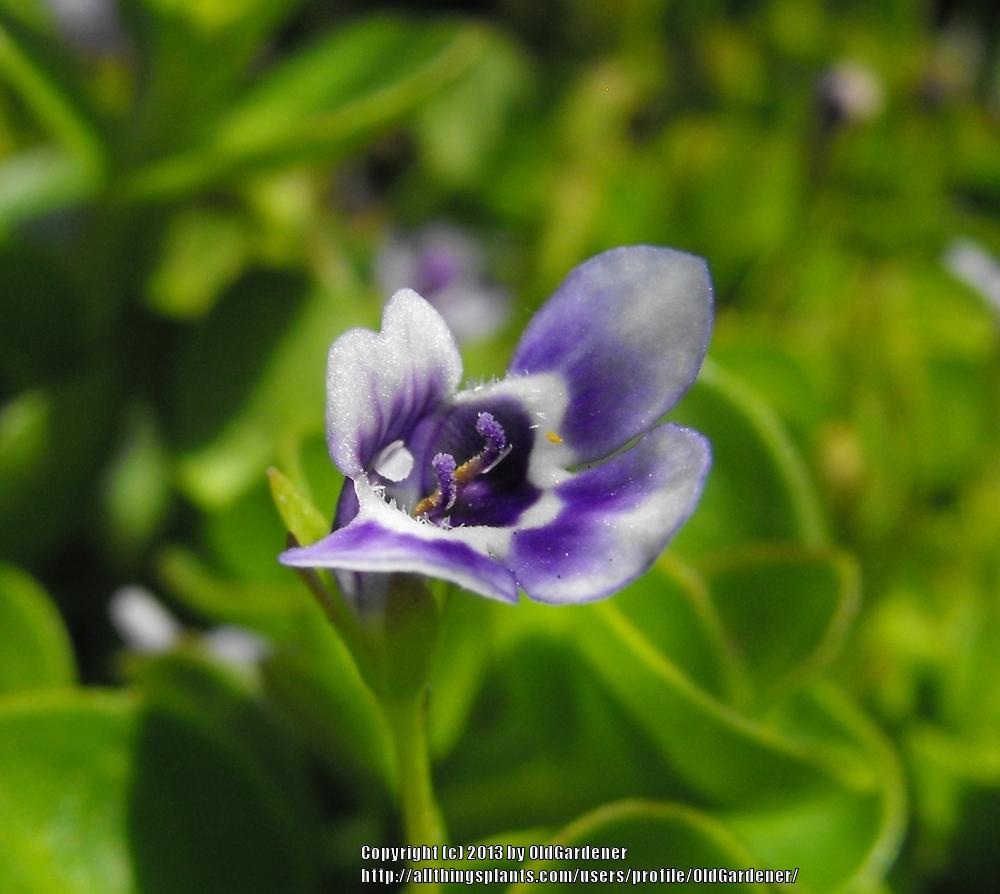 Photo of False Pimpernel (Lindernia grandiflora) uploaded by OldGardener