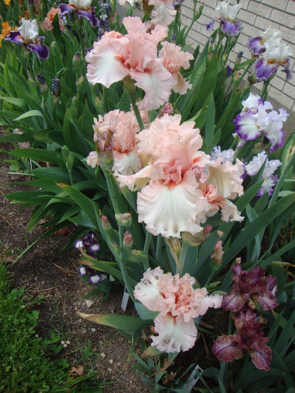 Photo of Tall Bearded Iris (Iris 'Picture Book') uploaded by Paul2032