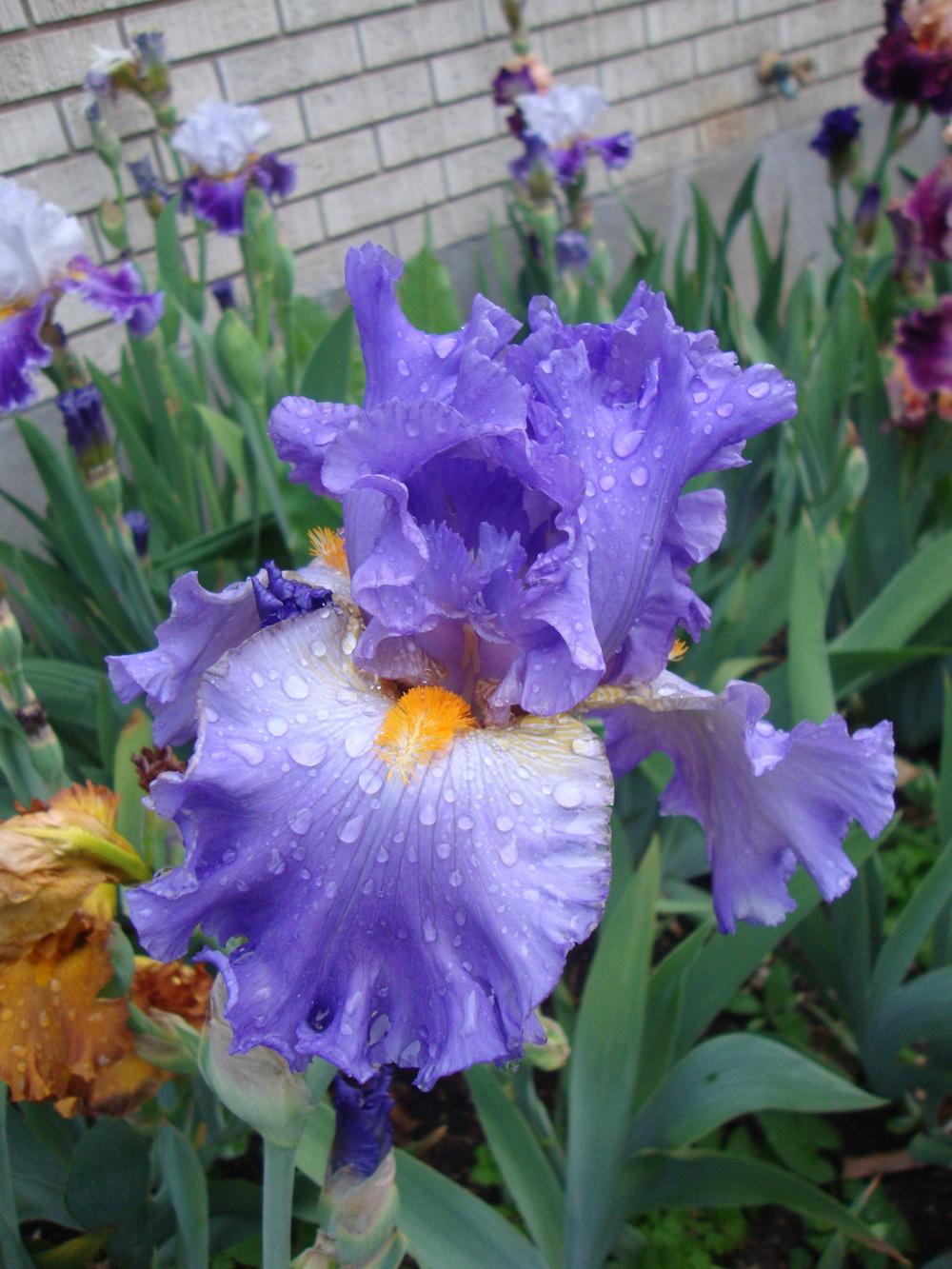 Photo of Tall Bearded Iris (Iris 'Hawaiian Rain') uploaded by Paul2032