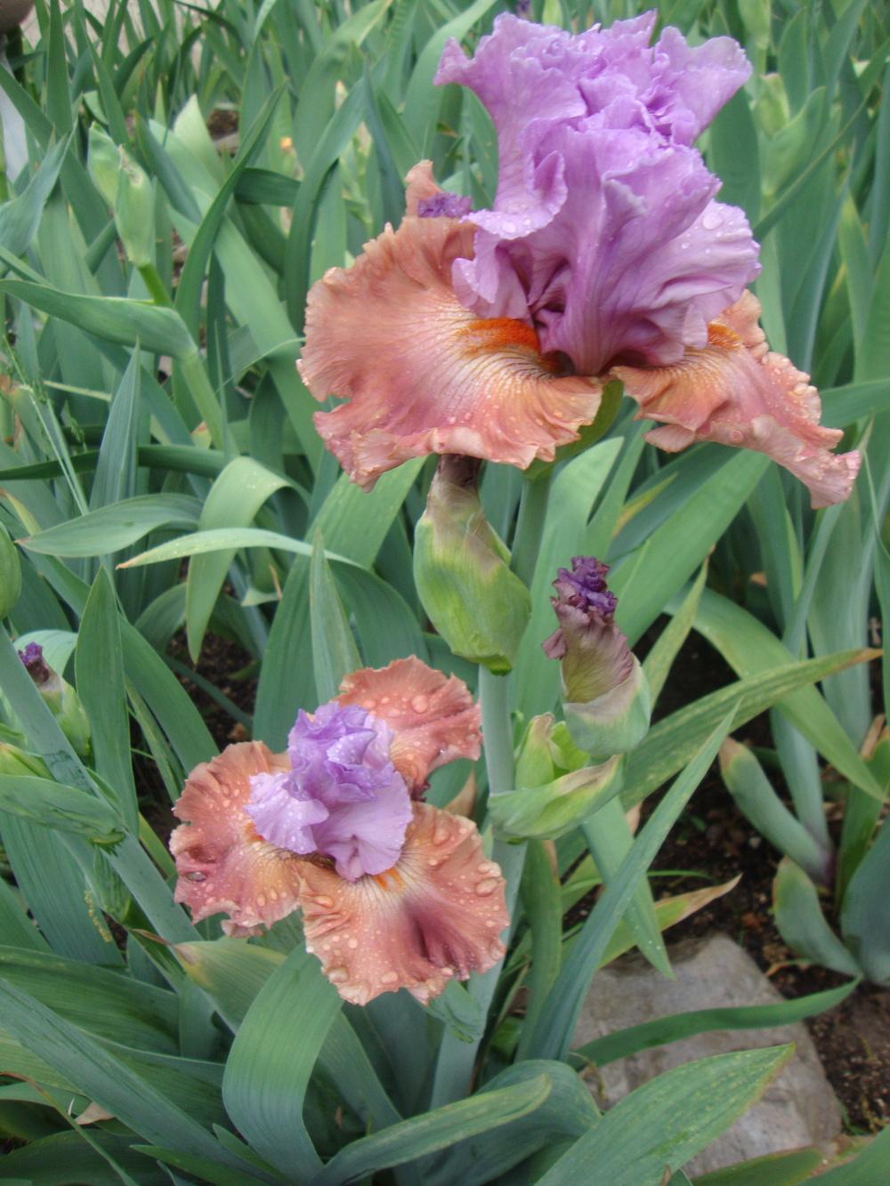 Photo of Tall Bearded Iris (Iris 'Adoree') uploaded by Paul2032