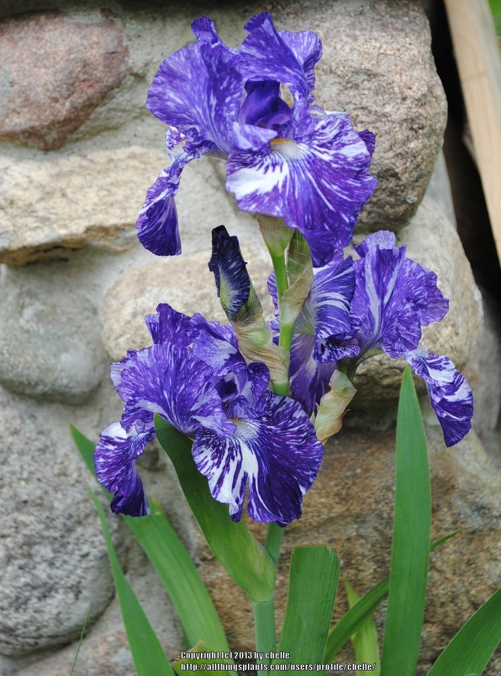 Photo of Border Bearded Iris (Iris 'Batik') uploaded by chelle