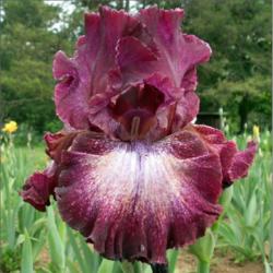 Location: Indiana
Date: May 18, 2013
Psychic Reader  tall bearded iris