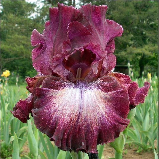 Photo of Tall Bearded Iris (Iris 'Psychic Reader') uploaded by diggit