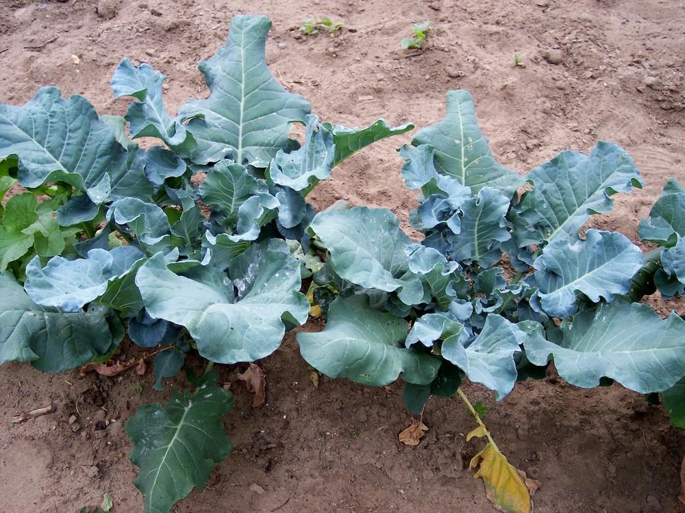 Photo of Broccoli (Brassica oleracea 'Premium Crop') uploaded by farmerdill