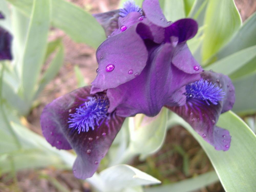 Photo of Standard Dwarf Bearded Iris (Iris 'Dark Crystal') uploaded by tveguy3