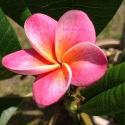 Location: Tampa, Florida
Date: May 18, 2013
First bloom of my 12-tip miniature Divine Plumeria. Flower size i