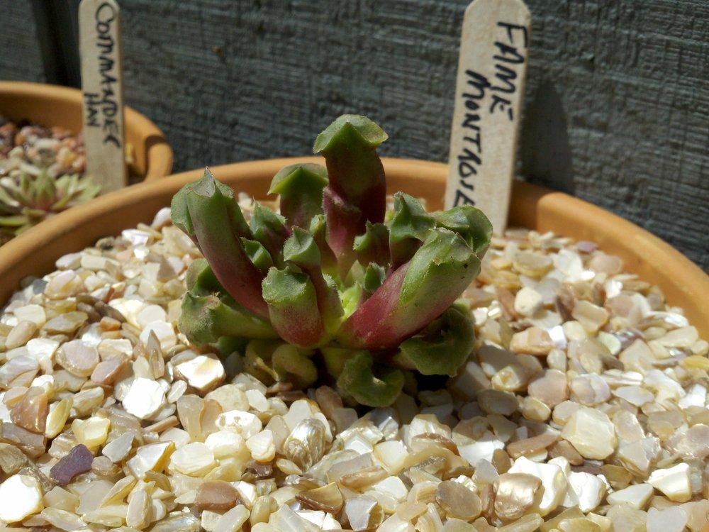 Photo of Hen and Chicks (Sempervivum 'Fame Monstrose') uploaded by Moxie