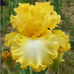 Location: Indiana
Date: May 2012
Warm Wishes tall bearded iris