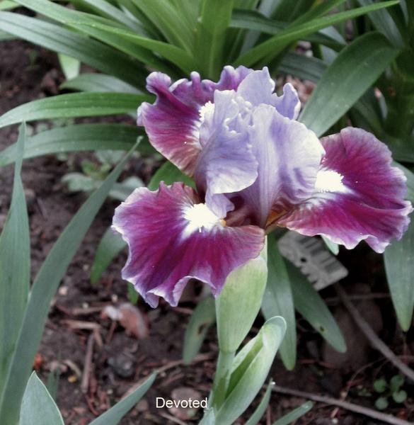 Photo of Standard Dwarf Bearded Iris (Iris 'Devoted') uploaded by ge1836