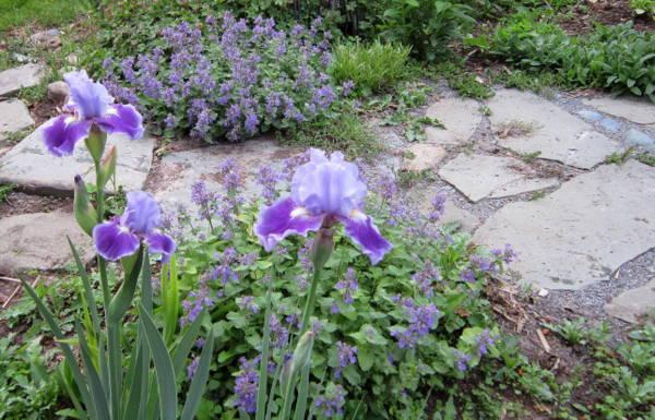 Photo of Intermediate Bearded Iris (Iris 'Twilight Delight') uploaded by ge1836