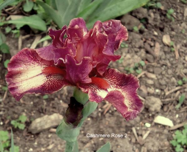 Photo of Intermediate Bearded Iris (Iris 'Cashmere Rose') uploaded by ge1836