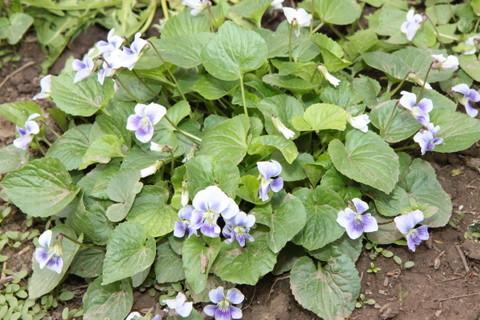 Photo of Common Blue Violet (Viola sororia) uploaded by ninell