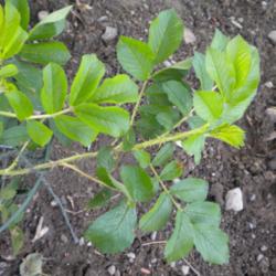 Location: NE Washington, Zone 5b
Date: 5/19/2013
Leaves of young plant