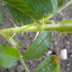 Location: NE Washington, Zone 5b
Date: 5/19/2013
Close-up of stem showing thorns on young plant