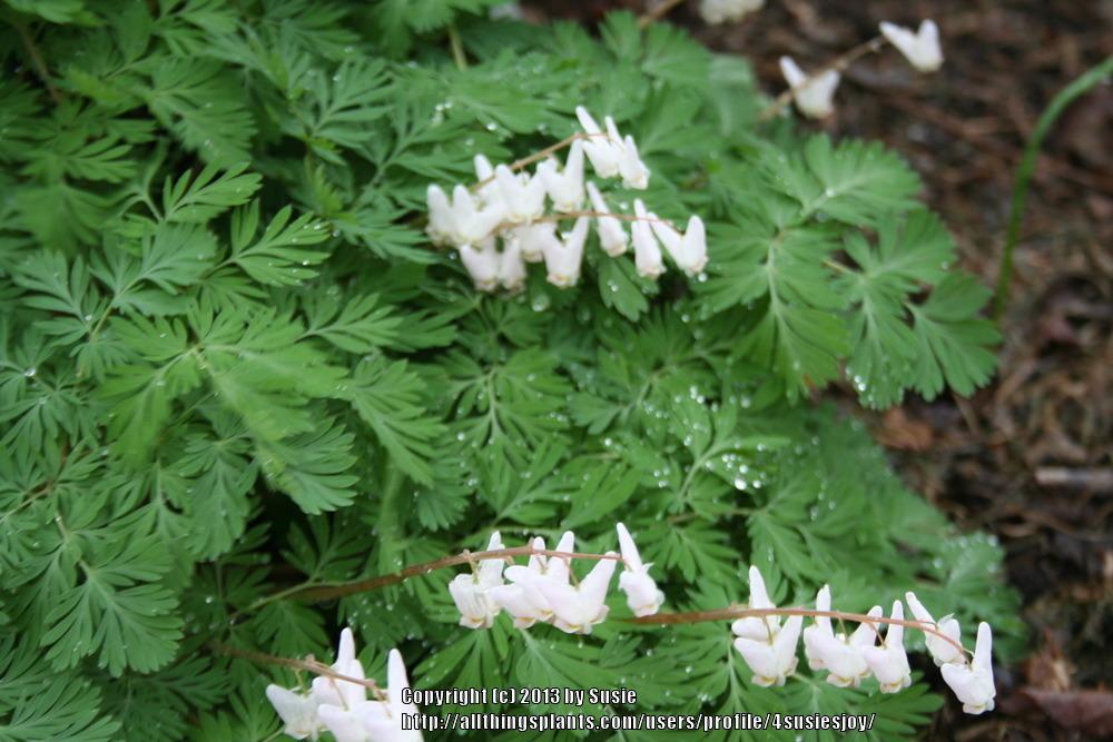 Photo of Dutchman's Breeches (Dicentra cucullaria) uploaded by 4susiesjoy
