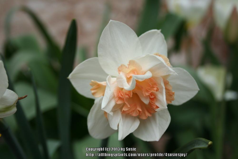 Photo of Daffodils (Narcissus) uploaded by 4susiesjoy