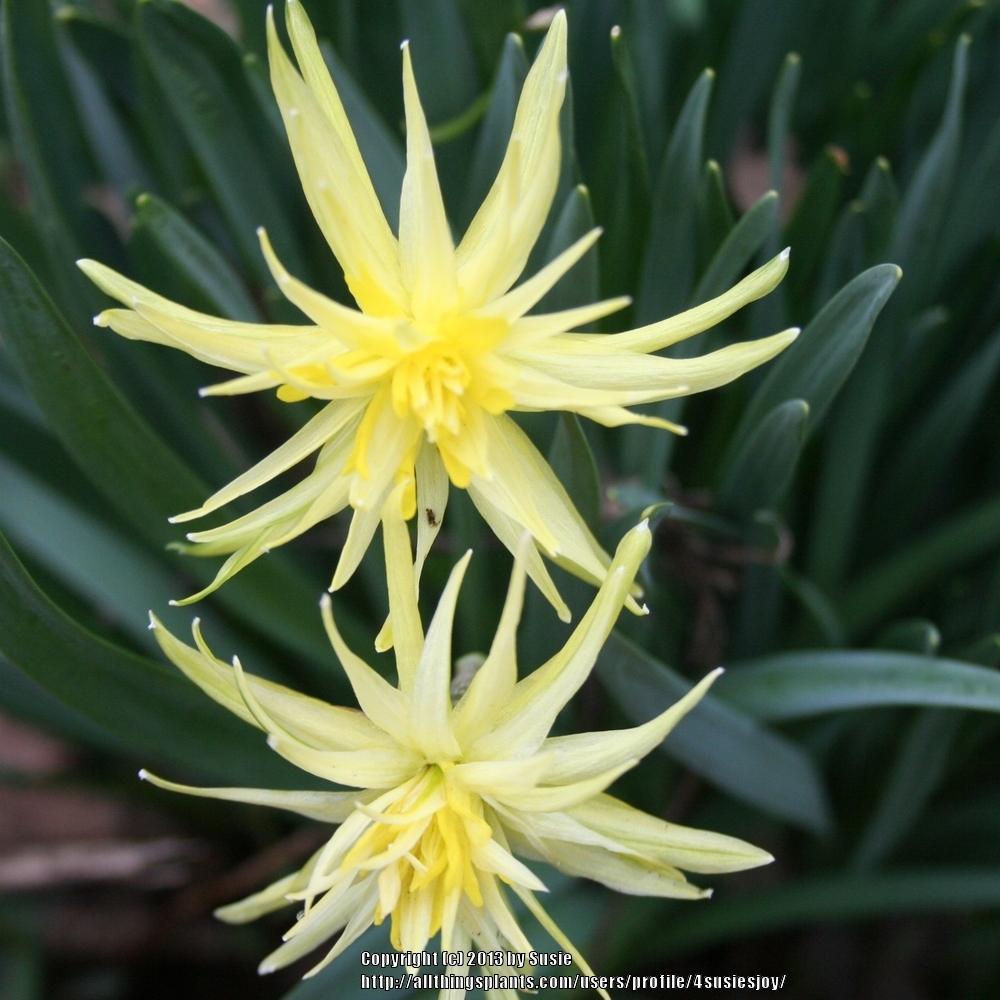 Photo of Double Daffodil (Narcissus 'Rip van Winkle') uploaded by 4susiesjoy