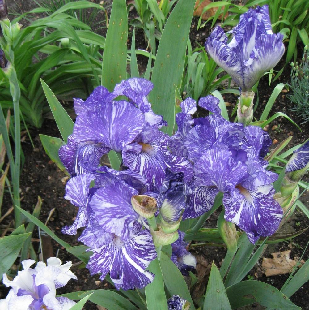 Photo of Border Bearded Iris (Iris 'Batik') uploaded by Dodecatheon3