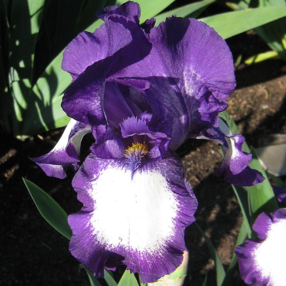 Photo of Tall Bearded Iris (Iris 'Stepping Out') uploaded by Dodecatheon3