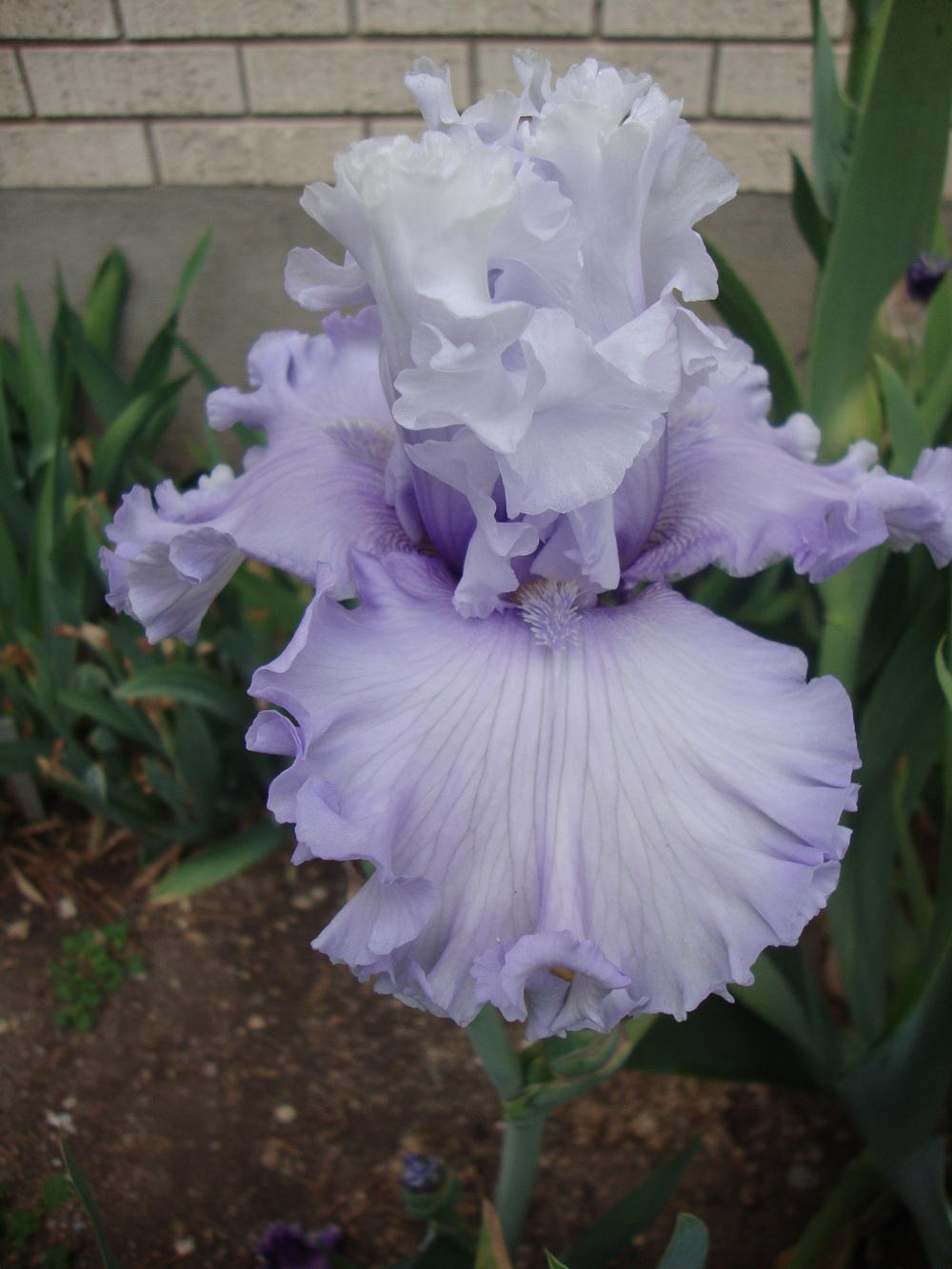 Photo of Tall Bearded Iris (Iris 'Through the Clouds') uploaded by Paul2032