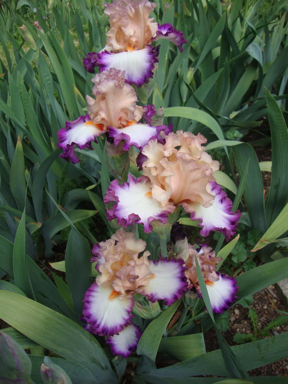 Photo of Tall Bearded Iris (Iris 'Brouhaha') uploaded by Paul2032