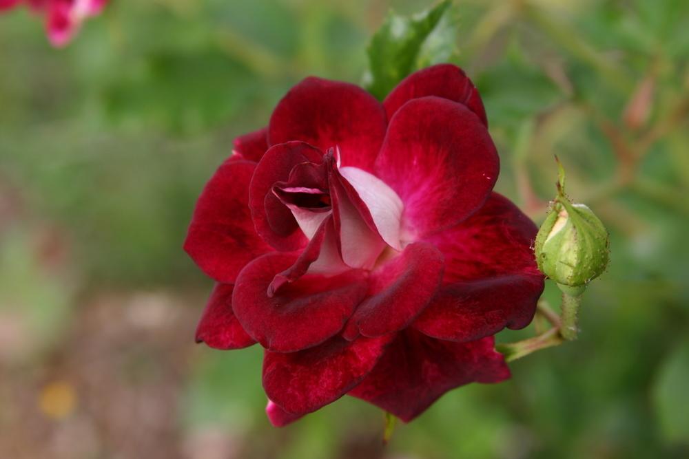 Photo of Rose (Rosa 'Burgundy Iceberg') uploaded by dave