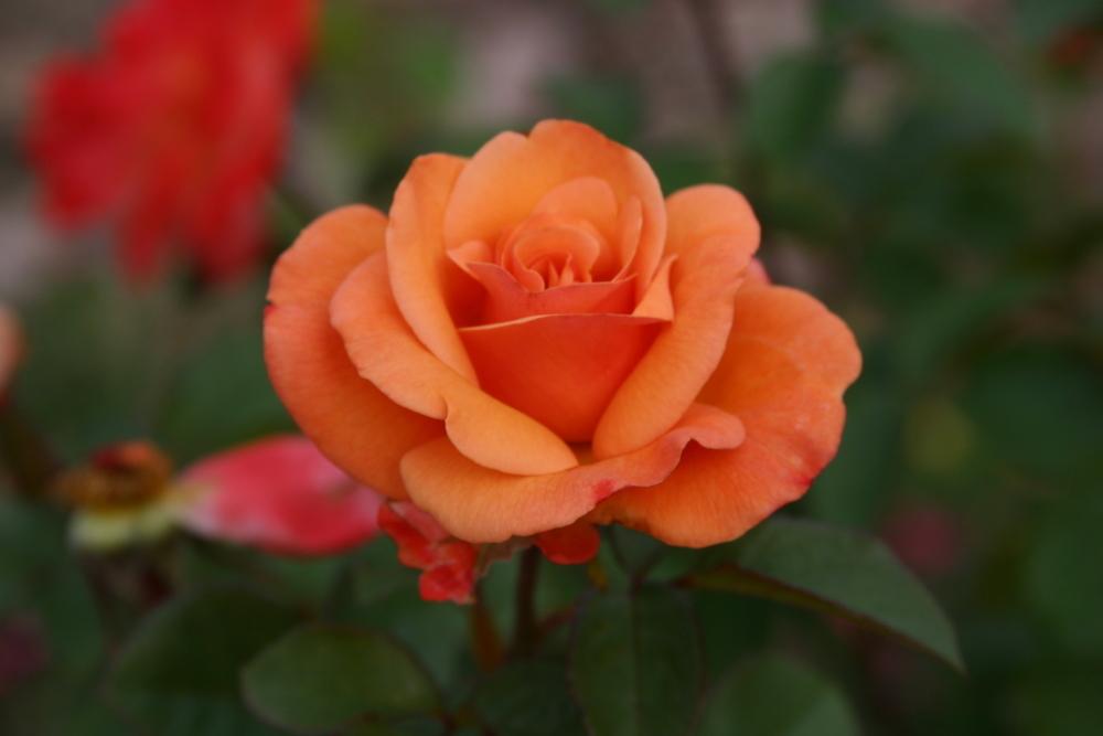 Photo of Rose (Rosa 'Colorific') uploaded by dave