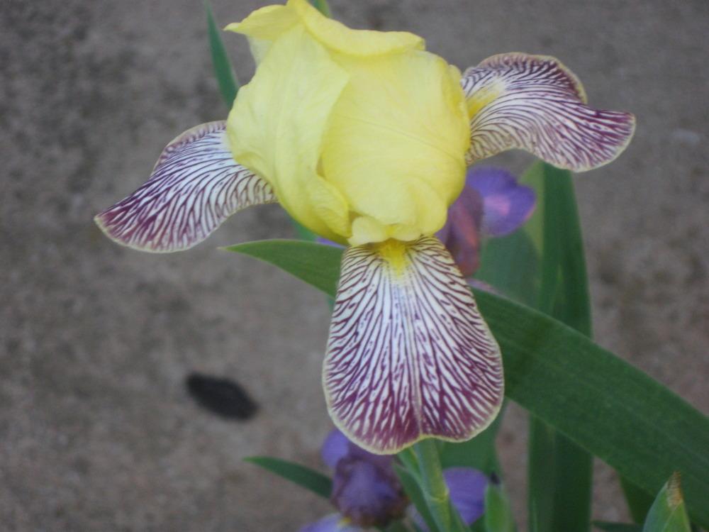 Photo of Miniature Tall Bearded Iris (Iris 'Gracchus') uploaded by enidcandles