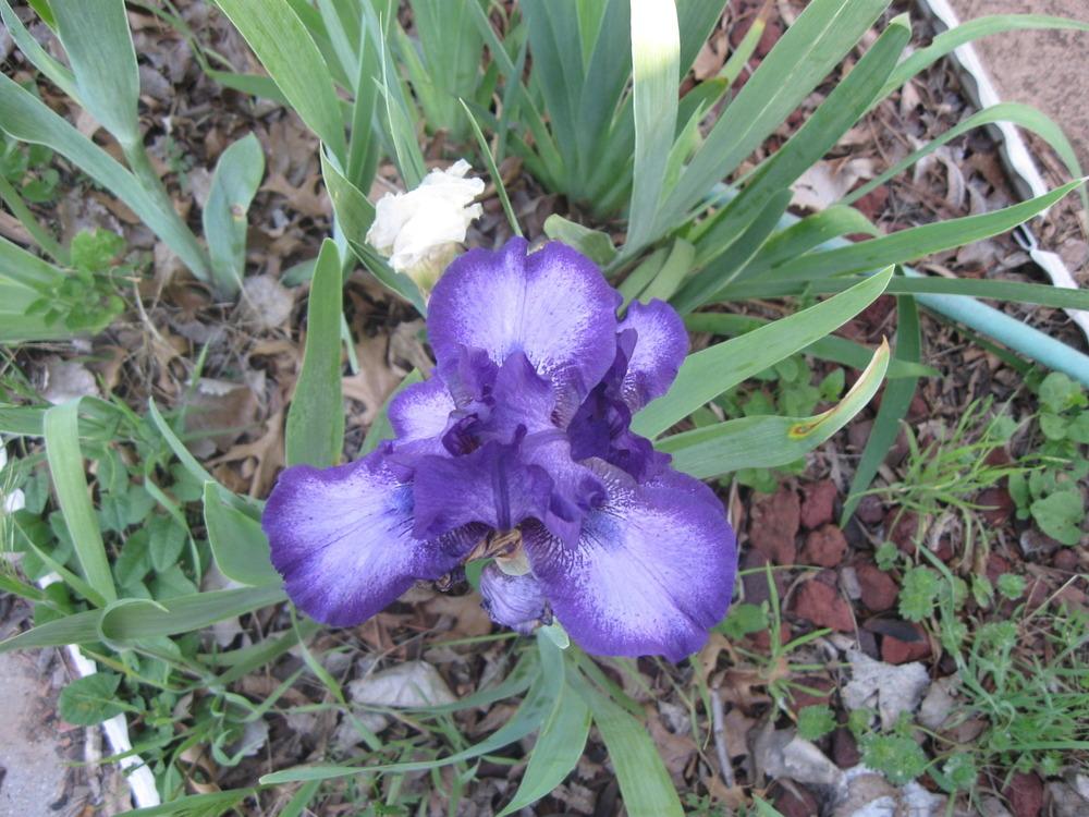 Photo of Intermediate Bearded Iris (Iris 'This and That') uploaded by enidcandles