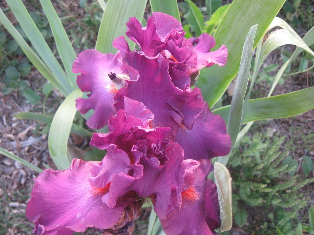Photo of Tall Bearded Iris (Iris 'Sheer Ecstasy') uploaded by enidcandles
