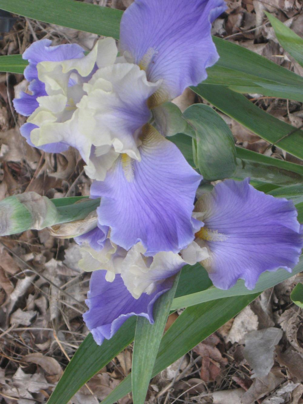Photo of Tall Bearded Iris (Iris 'Stairway to Heaven') uploaded by enidcandles
