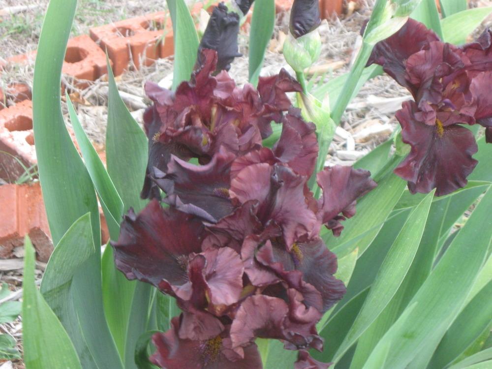Photo of Tall Bearded Iris (Iris 'Rip City') uploaded by enidcandles