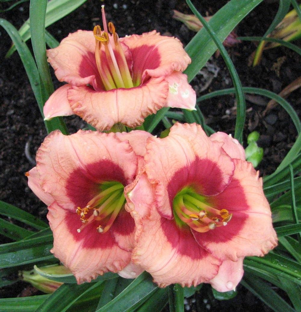 Photo of Daylily (Hemerocallis 'Broadway Dimples') uploaded by tink3472