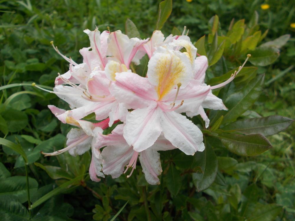 Photo of Western azalea (Rhododendron occidentale) uploaded by Bonehead