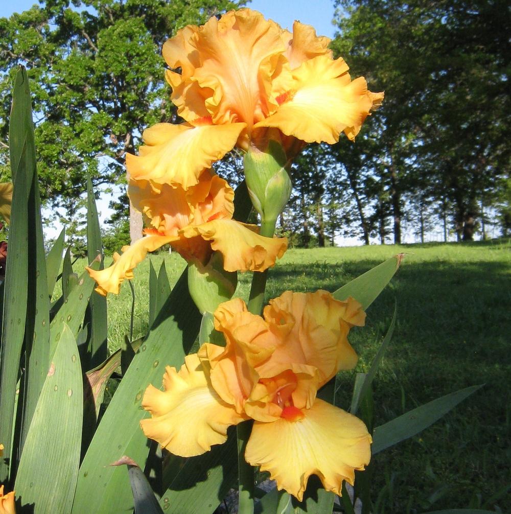 Photo of Tall Bearded Iris (Iris 'Crackling Caldera') uploaded by Dodecatheon3